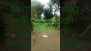 #video #solawatan enak