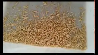 High Efficiency Peanut Strip Cutting Machine Almond Strip Slivering Machine
