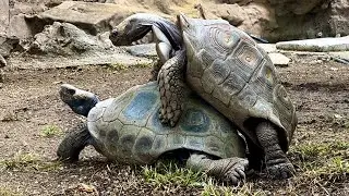 Turtle mating Sounds like a Human! Funny turtles making love