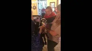 Baby Can't Stop Laughing When Tiny Goat Bleats || Dogtooth Media
