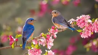 Beautiful Relaxing Music# Stress Relief# Nature Sounds# Birds# Yoga #Deep Sleep#meditationmusic.