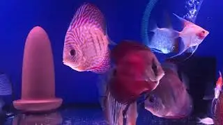 Discus 20Jan2021