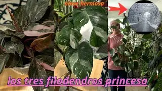TRES Filodendros princesas ROSADO BLANCO Y VERDE.