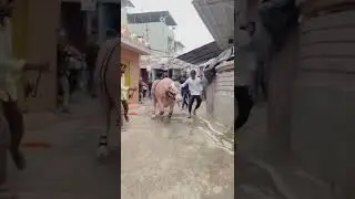 sultan 2022 pink pada   bharuch sakkar talav