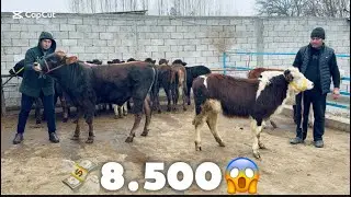 👁️AKA UKALARDAN GIBRIT HUNAJINLAR VA TOZA SHVET BUQALAR KELDI 8.500.DAN BOSHLAP 2026_01_30_yanvar.