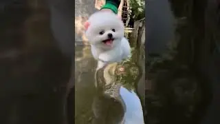 cute puppy 🐶 walk on water | happy puppy dog 🐕
