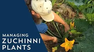 How to Manage Zucchini Plants