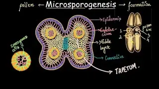 CPGET BOTANY - EMBRYOLOGY -MICROSPOROGENESIS - Dr.K.RANI GDC (A),SIDDIPET