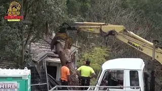 Epic Chainsaw Fails & Tree Falling Disasters 🌲 | Dangerous Tree-Cutting Compilation 2024
