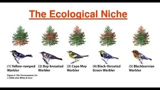 The Ecological Niche: History and Recent Controversies