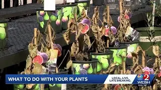 Did your plants freeze? Here's what experts say to do as Central Florida thaws out