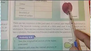[ Structure Of Gram Seed Explained ] [ Gram Seed Structure Grade 5th ]