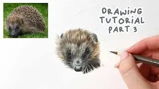 How to Draw a Realistic Hedgehog | Hedgehog Coloured Pencil Tutorial Part 3