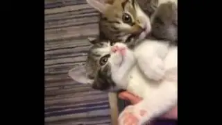 Cute cats - play with me meow!