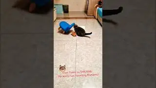 From Funny to SHOCKING: The Worst Cat Parenting Moments!