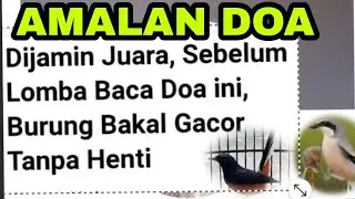 AMALAN SUPAYA BURUNG TETAP GOCOR DI PERLOMBAAN.