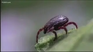 Tick season brings the risk of Powassan Virus