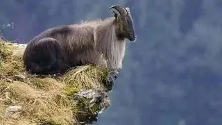 Markhor is the national animal of Pakistan