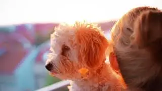 Strut The Pup - Seattle Overnight Pet Sitting