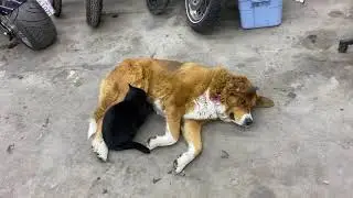 Best friends, dog & cat. OUTLAW WELDING & MOTORCYCLE REPAIR