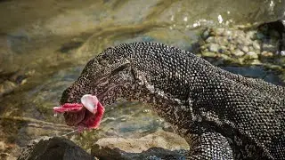 Water Monitor Lizards: Ferocious Predators of the Wild