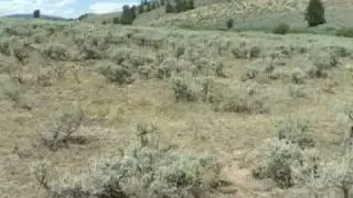 Sagebrush Species
