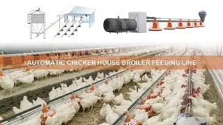 Automatic chicken house broiler feeding line for poultry farming chicken feeding equipment