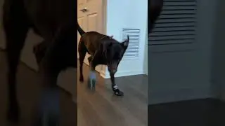 Learning to walk in shoes  #dogs #dogsofyoutube #labradorretriever #simba #doglife #doglover #shorts