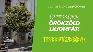 Ültessünk örökzöld liliomfát!