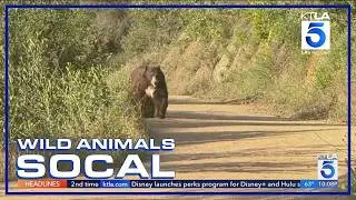 Bear spotted on popular Claremont hiking trail | Wild Animals SoCal