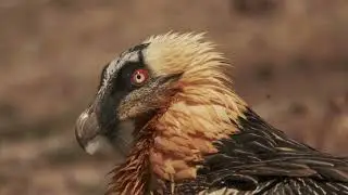 Trencal&ograve;s