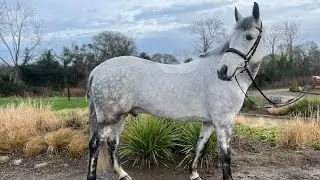 7 year old 15.2hh Champion Connemara Gelding