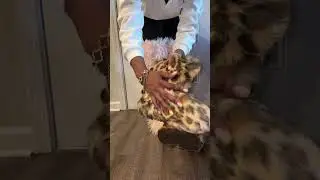 Какой мех вам больше нравится? 👀🥰 10/10 !!