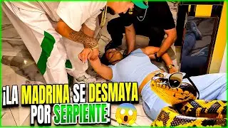 &iexcl;Se DESMAYA la Madrina!😱😱  V&iacute;bora de 7 metros 🐍🐍 !  &iquest;LA ATAC&Oacute;?
