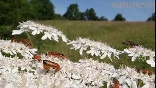 Common red soldier beetle nectar feeding on Common hogweed flowers, Wiltshire