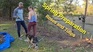 Timelapse - Reviving Old Flower Bed - DIY Automated Roses and Tulips
