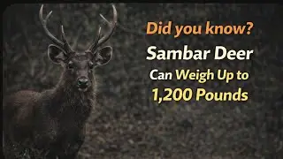 Wild Sambar Deer Facts You Must See.