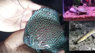 Rare And Expensive Discus Fish We Bought In  My Home Zoo🐠.# full vlog watch till end .