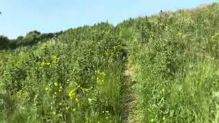 Walking to my favorite spot in Dublin 24 with Gus and Belle. 16th June 2025