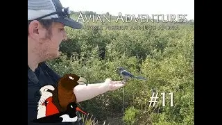 Avian Adventures - Episode 11 - Lyonia Preserve and Lake Apopka Wildlife Drive