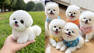 &ldquo;Cutest Pomeranian Puppy Moments 🐕 | Guaranteed to Make You Smile&rdquo; #7 