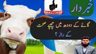 | Cow milk Health benefits and nutritional value | Indian cow | Australian cow | Cow | 
