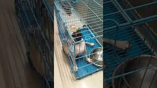 Dog barking (it's jez🤣)Tituku bayam #trending