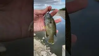 Closeup of the dark Green sunfish caught on a 1 inch gulp minnow