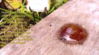 Ants Talk?  Yes,   Amazing  6 year old Agnes makes Movie on Ants and Honey with Dad.
