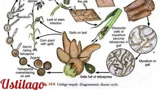 Ustilago | Taxonomiic Position | Plant Body | Smut Fungi | Botanny Paper A | Pak Botanist