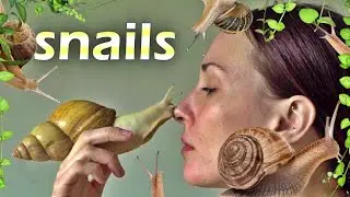 Snails: A Comprehensive Exploration