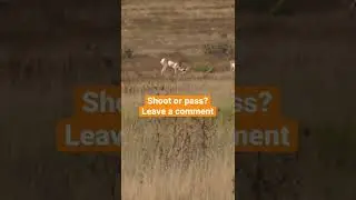 One Shot Jumps Like A Goat!