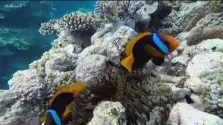 Scientists worry climate change could destroy coral reefs