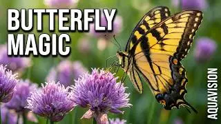 Learn About Butterflies Day | HD & 4K UltraHD Stock Footage